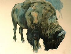 American Bison ©Lewis Cisle