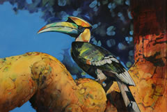 Great Pied Hornbill ©Lewis Cisle