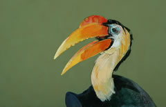 Wrinked Hornbill ©Lewis Cisle