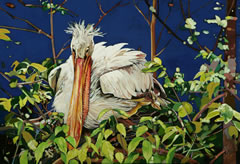 White Pelican Drying ©Lewis Cisle