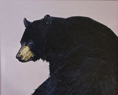 Maine Black Bear ©Lewis Cisle