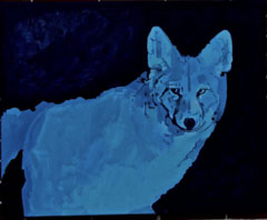 Blue Coyote ©Lewis Cisle